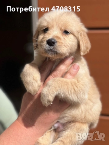 Голдън ретривър момче родословен баща, снимка 5 - Голдън ретривър - 54211164