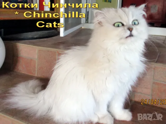 Сребърна чинчила, британска дългокосместа котка, коте, котенце, снимка 3 - Чинчили - 48835916