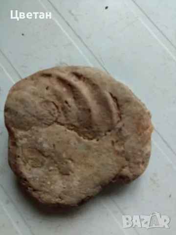 Фосил , снимка 2 - Други ценни предмети - 48262988