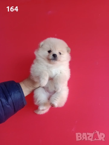 Мъжки и женски Померани. Реални снимки от 12.01.26 г. , снимка 11 - Померан - 52930796