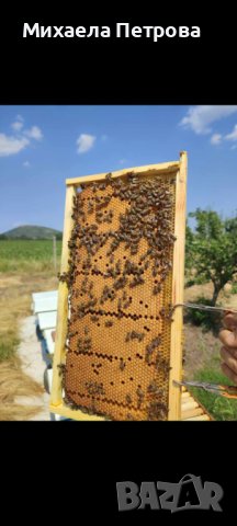 Пчелни отводки многокорпусни , снимка 1 - Пчелни продукти - 44303357