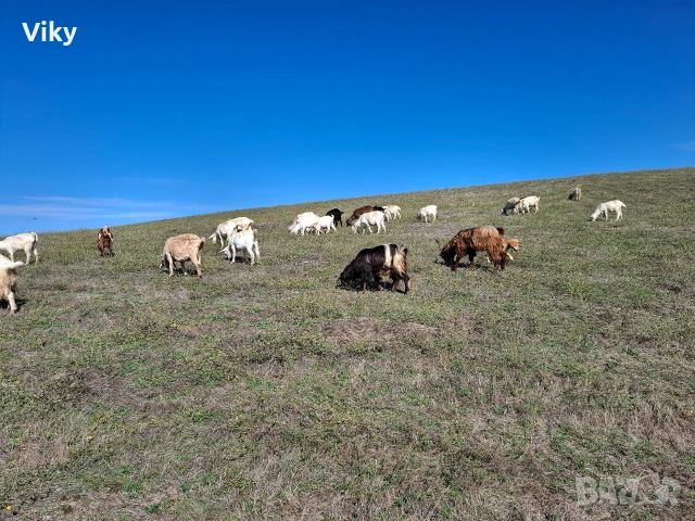 натурално козе мляко, снимка 11 - Кози - 54155662