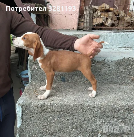 Трицветни гончета, снимка 6 - Гонче - 56451696