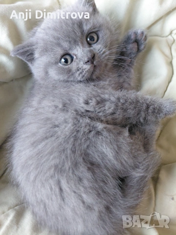 Британска късокосместа.