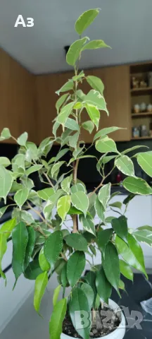 Продавам бенджамини, пъстри листа, 4 бр налични, снимка 3 - Стайни растения - 49961789