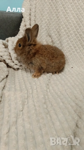 Декоративни зайчета, 2 иесеца, снимка 3 - Декоративни зайчета - 54237734