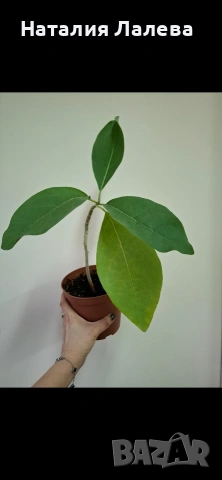 Юанулоа, Juanulloa aurantiaca, снимка 4 - Стайни растения - 54052152