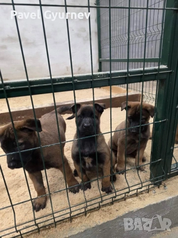 Белгийска овчарка-Малиноа, снимка 2 - Белгийска овчарка - 54006676