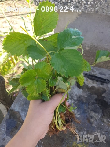 Ягода - Сорт Клери, снимка 4 - Разсади - 52241052