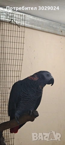 чифт жако за развъждане, снимка 2 - Папагали - 53274327