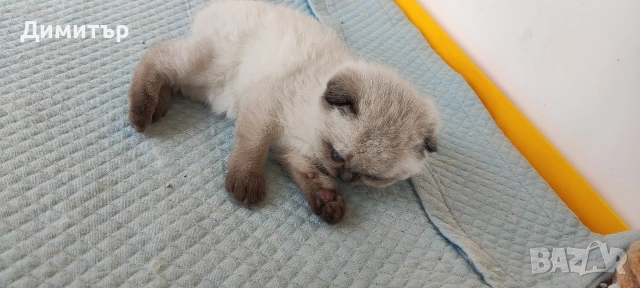 Шотландски котета, снимка 15 - Британска късокосместа - 54252517