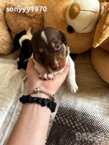 ДЖАК РЪСЕЛ 250ЛВ ЗА БРОЙ 1209252014, снимка 10 - Джак ръсел териер - 51694568