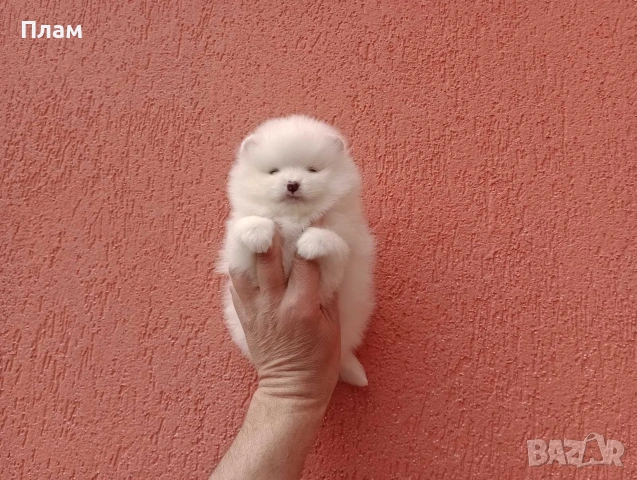 Померани. Богат избор на бели и кремави , снимка 13 - Померан - 54061340