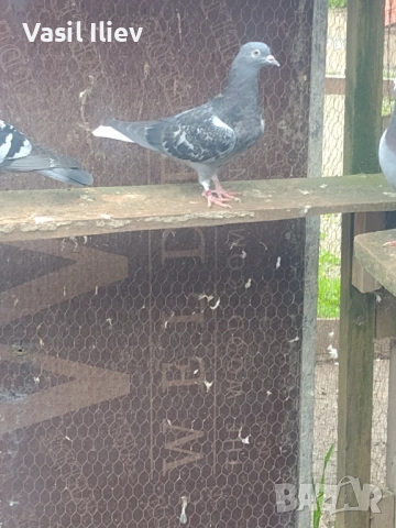 Има Бодан шанан Раде Матик кинчати 30 евро за бройка , снимка 8 - Гълъби - 54014898