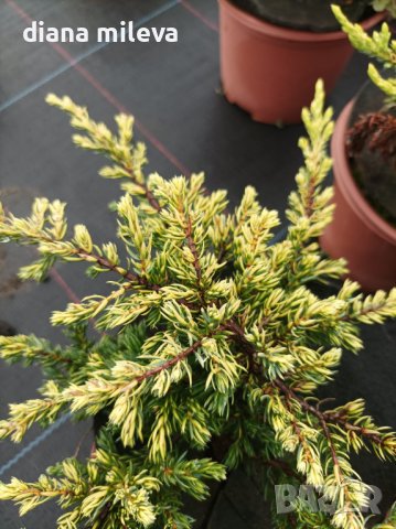 Хвойна Голдшатс, Juniperus Goldschats, студоустойчива!!