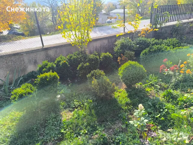 Красиви чемшири за двор/декорация