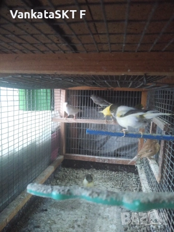 Канари, снимка 4 - Канари - 53117586