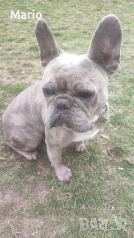 Френски Булдог