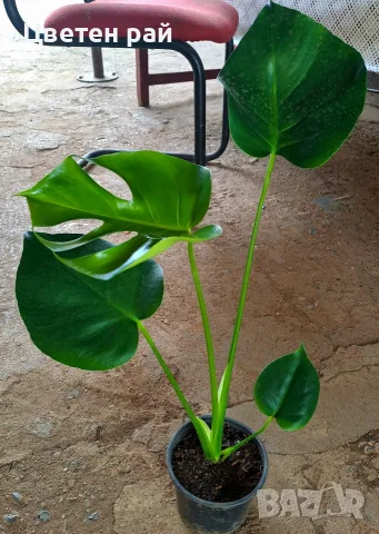 Monstera deliciosa 