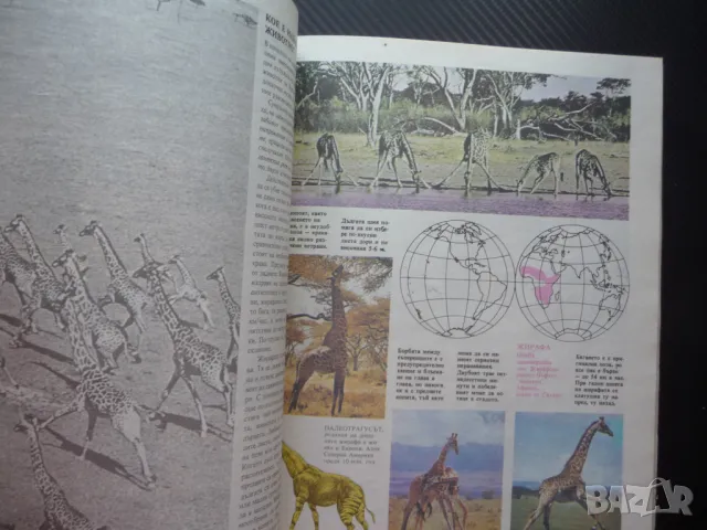 Енциклопедия: Бозайници най голямото животно бързото силното, снимка 3 - Енциклопедии, справочници - 50299629