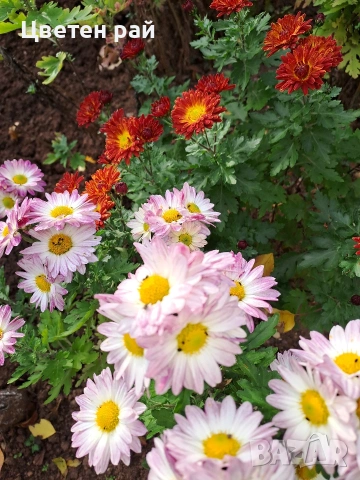 Разсад хризантеми 