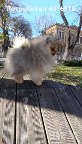 Померан момиче с Родословие FCI, снимка 2 - Померан - 52211962
