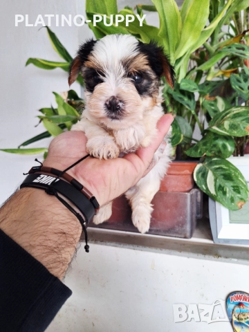 Йорки Бивер, снимка 5 - Йоркширски териер - 52834176