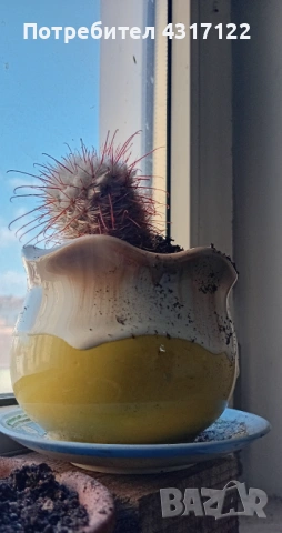 Кактус кактускактус, снимка 6 - Други - 54239021