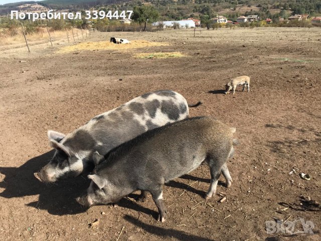 нерез порода източна планинска свиня, снимка 1 - Прасета - 42671287