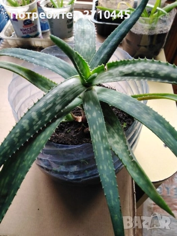 ЛЕЧЕБНО АЛОЕ ВЕРА и Дървовидно алое