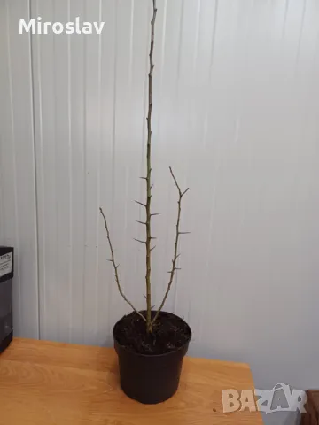 Мушмула, снимка 8 - Градински цветя и растения - 49345064