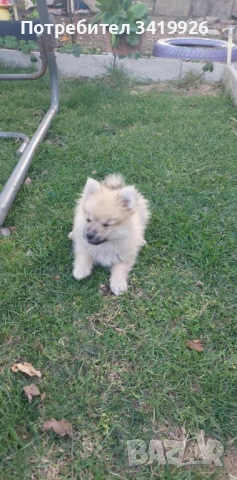 Мини шпиц на 2 месеца , 2 мъжки и 1 женско, снимка 1