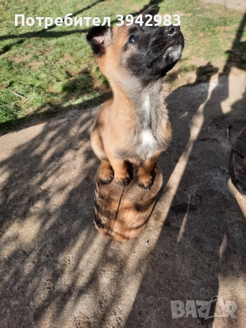 Белгийска овчарка Малиноа , снимка 3 - Белгийска овчарка - 52797025