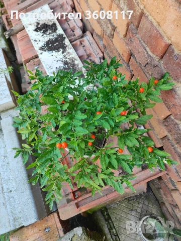 Соланум ( коледна череша), снимка 1