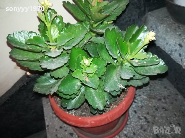 ЦВЕТЕ В САКСИЯ-КАЛАНХОЕ 1802240811, снимка 3 - Стайни растения - 44348275