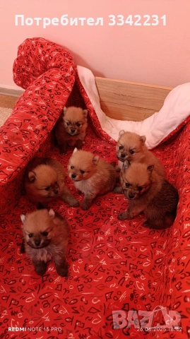 ПОМЕРАН ЗА РАЗПЛОД , снимка 8 - Търси партньор - 51894638