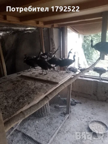 Залени явайски пауни 