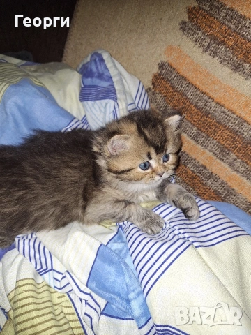 Британски късокосмести, снимка 14 - Британска късокосместа - 54100765