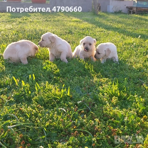 Лабрадори на 40 дни, снимка 3 - Лабрадор ретривър - 54128362