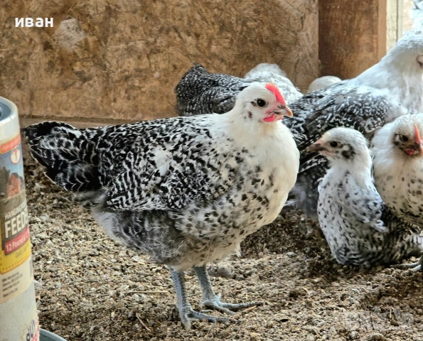 свободни петлета от Сребърно брезе и фризийска кокошка-страхотни представители , снимка 4 - други­ - 53205464