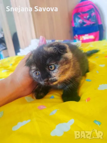 Прекрасни Шотландски Клепоухи котенца (Scottish Fold), снимка 3 - Други - 56071434