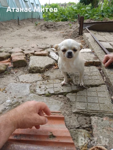 Продавам чихуахуа женска, снимка 1