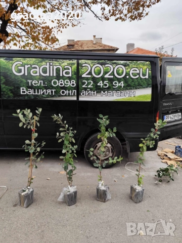 Фейхоа, Ананасова Гуава -Йодно дърво, снимка 7 - Градински цветя и растения - 30182884