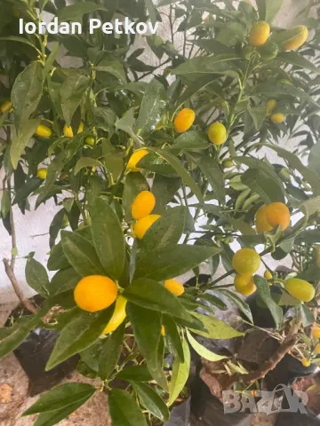 Кумкуат, снимка 2 - Градински цветя и растения - 48094194