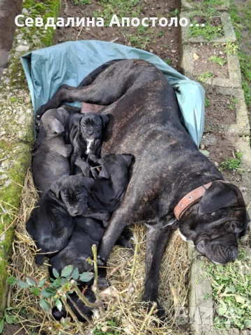 Продавам четири мъжки и едно женско 