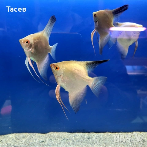 Скаларии 5см