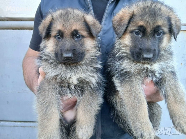Немски овчарки мъжки и женски, снимка 2 - Немска овчарка - 54254554
