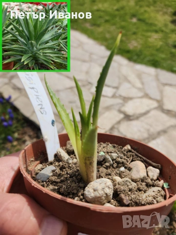 Мангаве и агавета, снимка 7 - Градински цветя и растения - 54164179