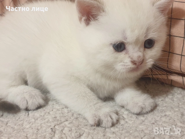 Шотландско коте златна чинчила колор поинт, снимка 6 - Чинчили - 53951865