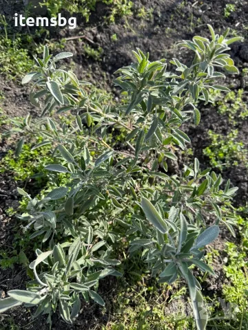 Листа от салвия, снимка 1